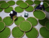 Những làng nghề thực phẩm khổng lồ của Trung Quốc qua ảnh