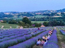 Ăn tối giữa đồng hoa oải hương ở Italy
