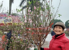 Cách chọn đào, quất đẹp ngày Tết