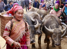 Cán Cấu - chợ trâu, chim cảnh lớn nhất Tây Bắc