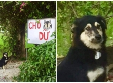 Chủ nhà cảnh báo có chó dữ nhưng không ai sợ