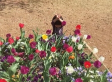 Cậu bé 'hóa thân' thành hoa tulip