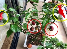 Mua phải cây táo mọc hoa dâm bụt