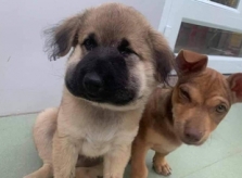 Chó cưng sưng mặt vì chọc phá tổ ong