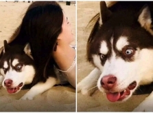 Chó Husky bị cô chủ 'lấy thịt đè người'