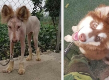 Chó 'soái ca biến thành gã khờ' sau khi cạo lông