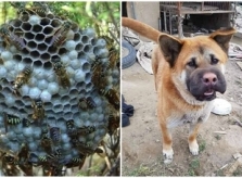 Cún bị ong đốt vì chăm hái hoa bắt bướm