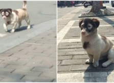 Cún cưng vừa ra đời đã mang danh 'đạo tặc'