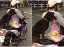 Cún cưng đi làm, chơi trung thu cùng 'bố'