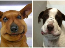 Loạt cún cưng mặt sưng vù vì bị ong đốt