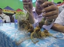 Cuộc thi sâm Ngọc Linh lần đầu tiên ở Việt Nam