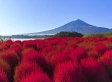 Đồi cỏ đỏ rực dưới chân núi Phú Sĩ