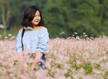 Đồng hoa tam giác mạch nở rộ ở Hà Nội