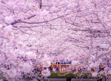 Dự báo hoa anh đào tại Nhật Bản nở sớm hơn mọi năm