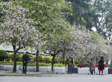 Hoa ban Tây Bắc bung nở giữa lòng Hà Nội