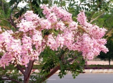 Ngắm hoa đỗ mai đẹp dịu dàng, lần đầu khoe sắc tại Hải Dương