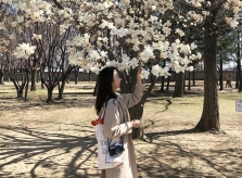 Hoa mộc lan trắng tinh khôi ở Seoul, đẹp không kém hoa anh đào
