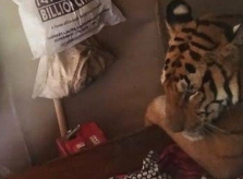 Hổ vào nhà dân ngủ trên giường vì quá mệt do mưa bão ở Ấn Độ