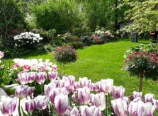 Mẹ Việt biến khu vườn 500 m2 thành 'công viên hoa' đủ màu