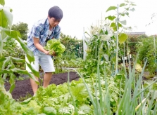 Kỹ sư Việt thuê đất làm vườn nhà, lập 'hội nông dân' ở Nhật