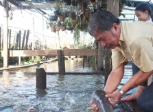Lão nông dụ hàng nghìn con cá sông vào nhà để ngắm