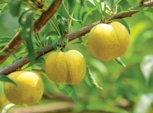 Trung Quốc: Trồng loại 