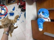 Mèo bị chủ biến thành 'Doraemon' vì phá hoại