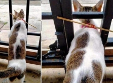 Chủ dùng 'IQ vô cực' khiến mèo hết đi hoang