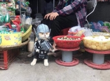 Mèo hóa thành siêu anh hùng ra chợ bán rau
