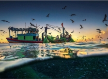 Hành trình 'săn' ảnh mùa cá cơm ở Phú Yên