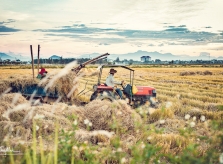 Mùa gặt đẹp như tranh ở Huế