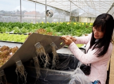 Quán cà phê cho khách ngồi trong nhà kính trồng rau ở Đà Lạt