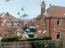 Cuộc sống thành 'địa ngục' vì hàng xóm lắp máy nuôi chim