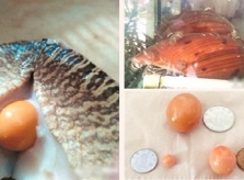 Đổi đời nhờ chiêu đãi bạn ốc giác vàng