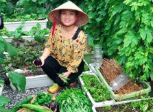 Cách trồng mướp nhiều quả của mẹ Việt tại Nhật