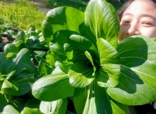 Rau 'khổng lồ' trong khu vườn Việt ở Australia