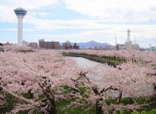 10 điểm ngắm hoa anh đào tại Nhật Bản