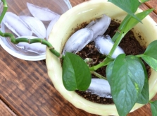 Tưới cây bằng đá lạnh - giải pháp cho gia chủ 'lười'