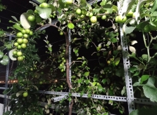 Vườn cây ăn quả trĩu trái trên nóc tầng 4 nhà phố
