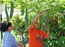 Con gái tặng mẹ vườn rau Việt trên đất Mỹ