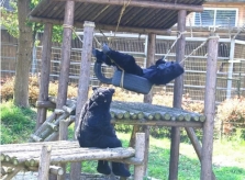 Du khách bất ngờ vì vườn thú dùng thú giả