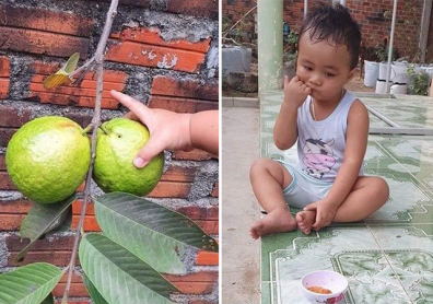 Con trai méo mặt khi ăn ổi hàng xóm