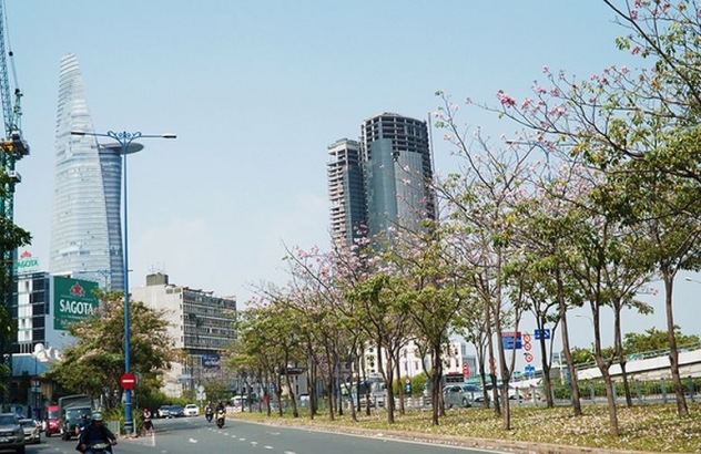 Hàng trăm cây hoa kèn hồng nở rộ giữa trung tâm Sài Gòn