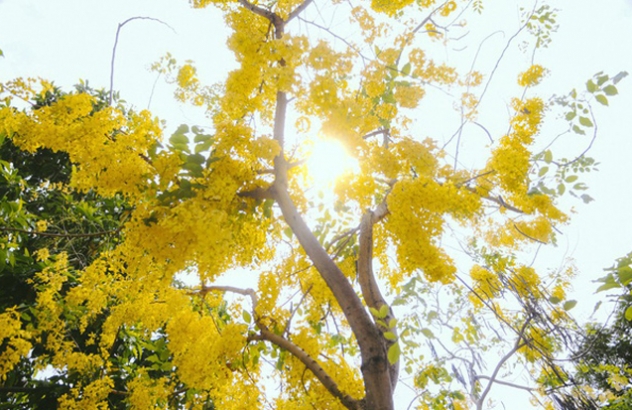 Hoa Osaka rực rỡ 