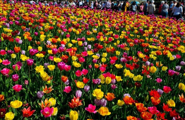 Vườn hoa tulip đẹp như tranh vẽ ở Hà Lan