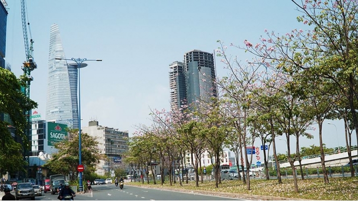 Hàng trăm cây hoa kèn hồng nở rộ giữa trung tâm Sài Gòn