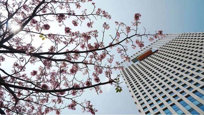 Hàng trăm cây hoa kèn hồng nở rộ giữa trung tâm Sài Gòn