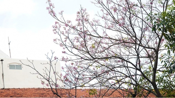 Hàng trăm cây hoa kèn hồng nở rộ giữa trung tâm Sài Gòn