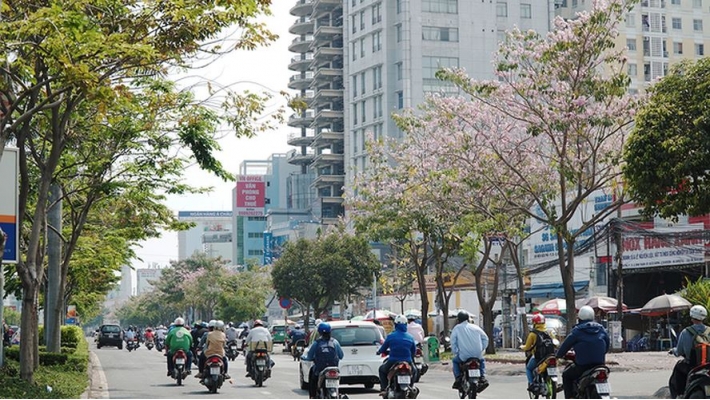 Hàng trăm cây hoa kèn hồng nở rộ giữa trung tâm Sài Gòn