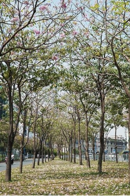 Hàng trăm cây hoa kèn hồng nở rộ giữa trung tâm Sài Gòn